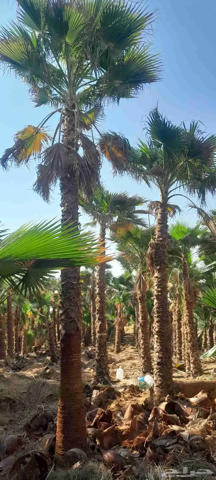 نخل واشنطونيا زينه نخل شنطوني 8