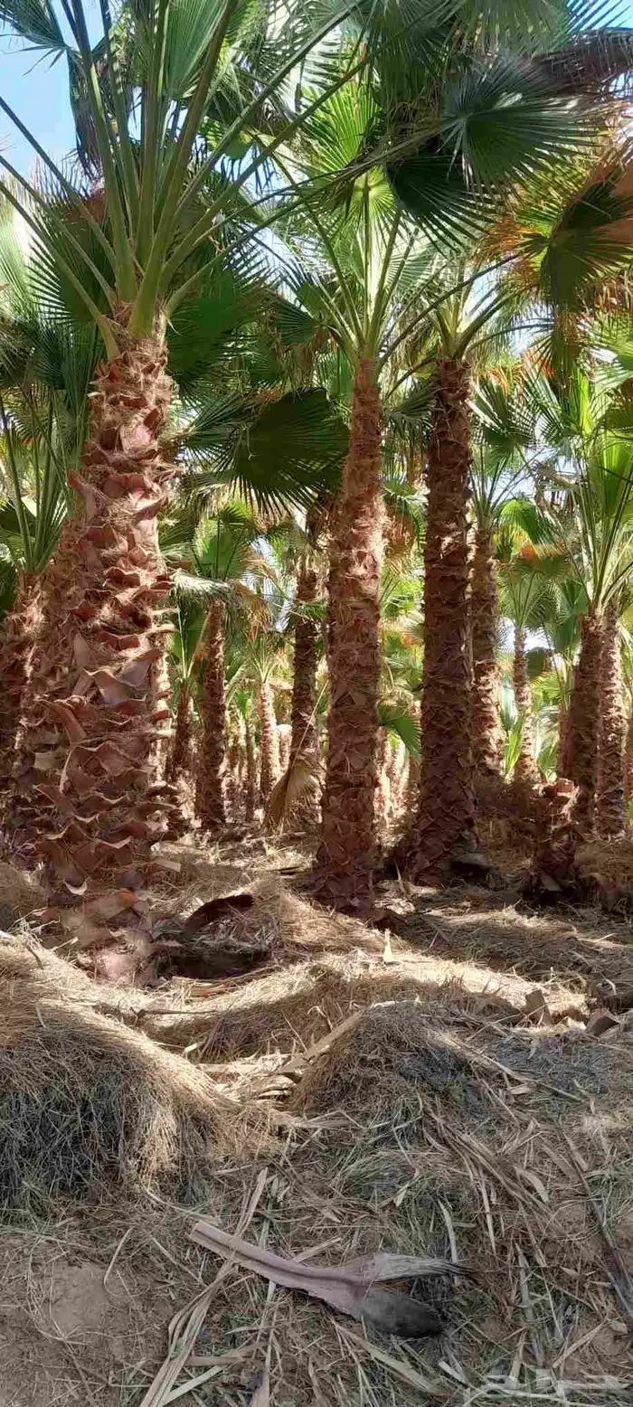 نخل واشنطونيا زينه نخل شنطوني 3
