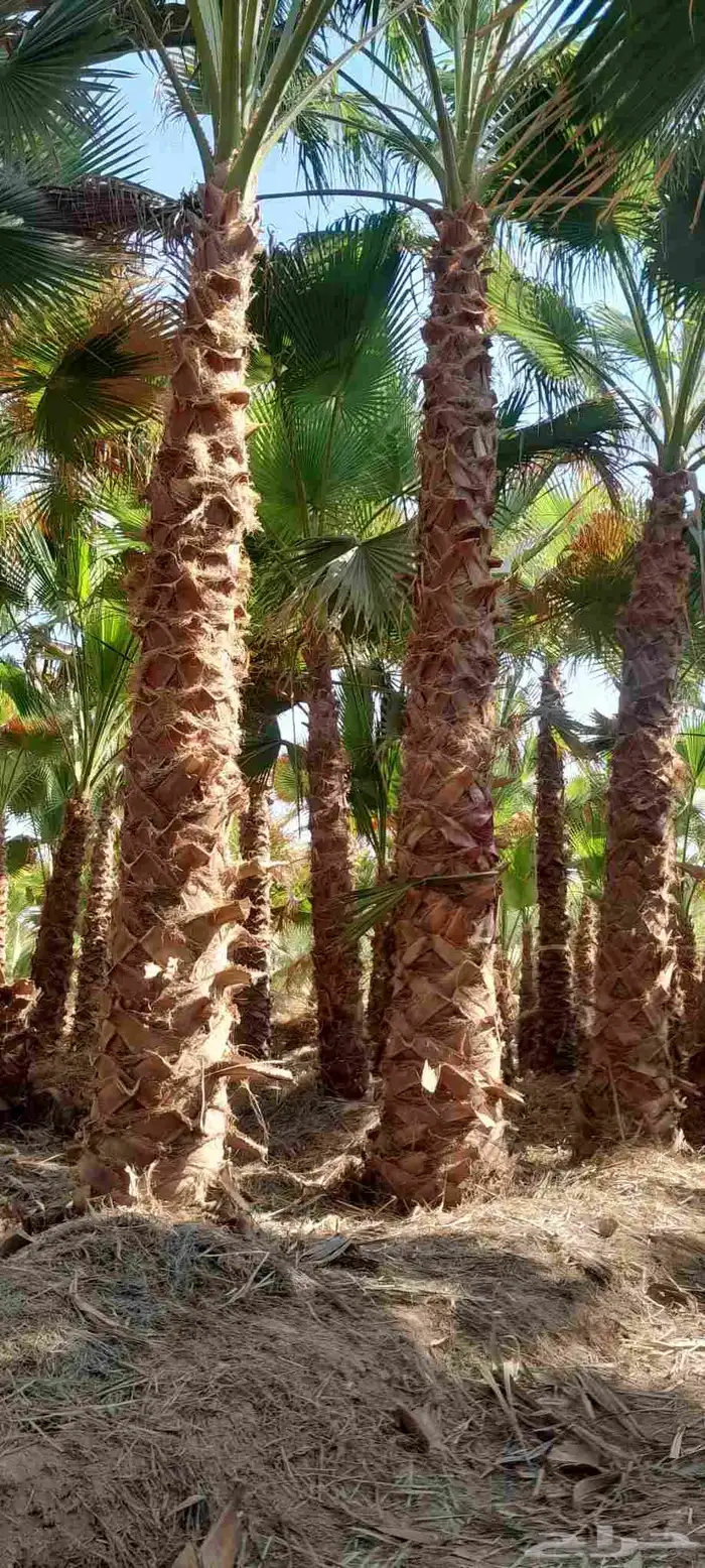 نخل واشنطونيا زينه نخل شنطوني 2