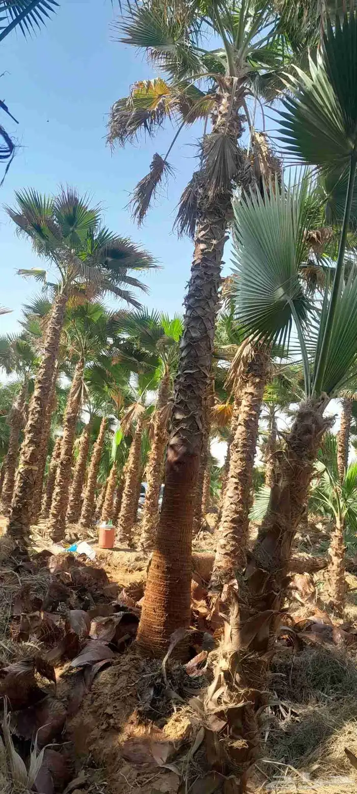 نخل واشنطونيا زينه نخل شنطوني 6