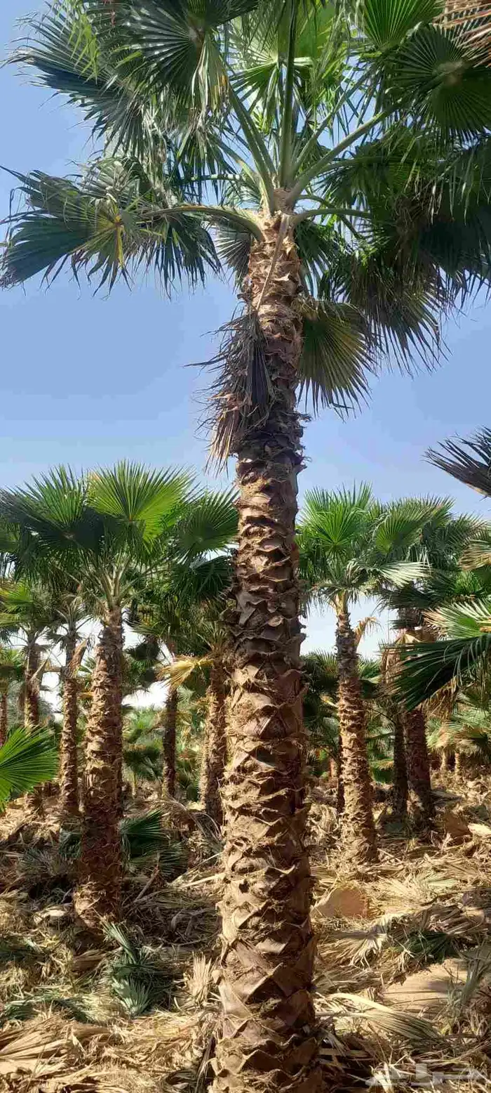 نخل واشنطونيا زينه نخل شنطوني 7