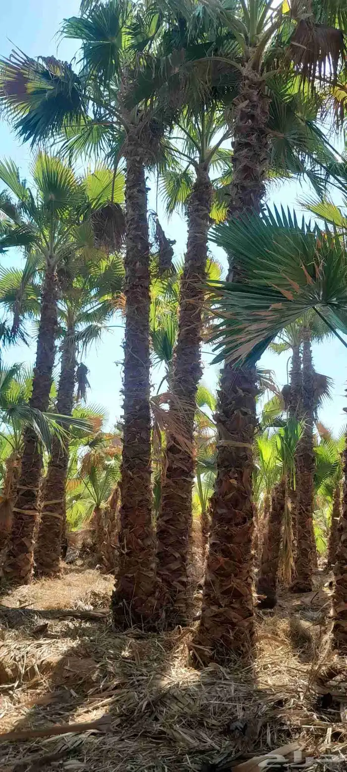 نخل واشنطونيا زينه نخل شنطوني 1