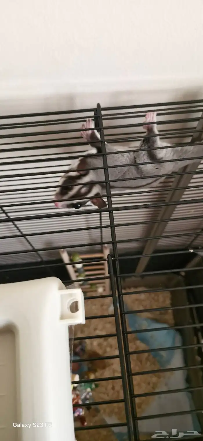 sugar glider   سنجاب طائر 2