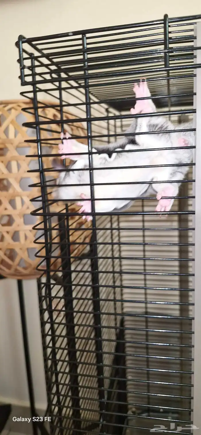 sugar glider   سنجاب طائر 1