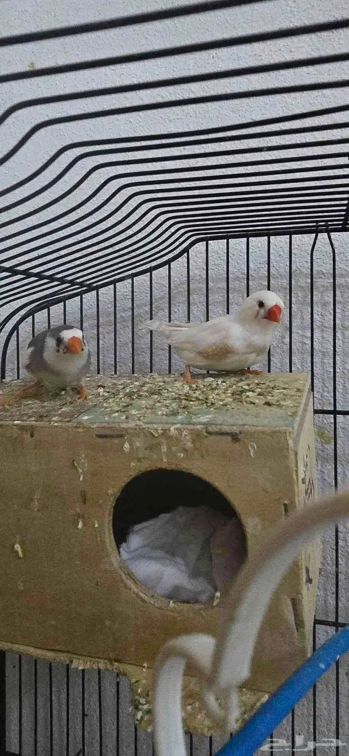 كروان وجوز زيبرا 4