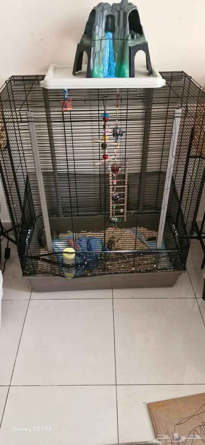 sugar glider   سنجاب طائر 3