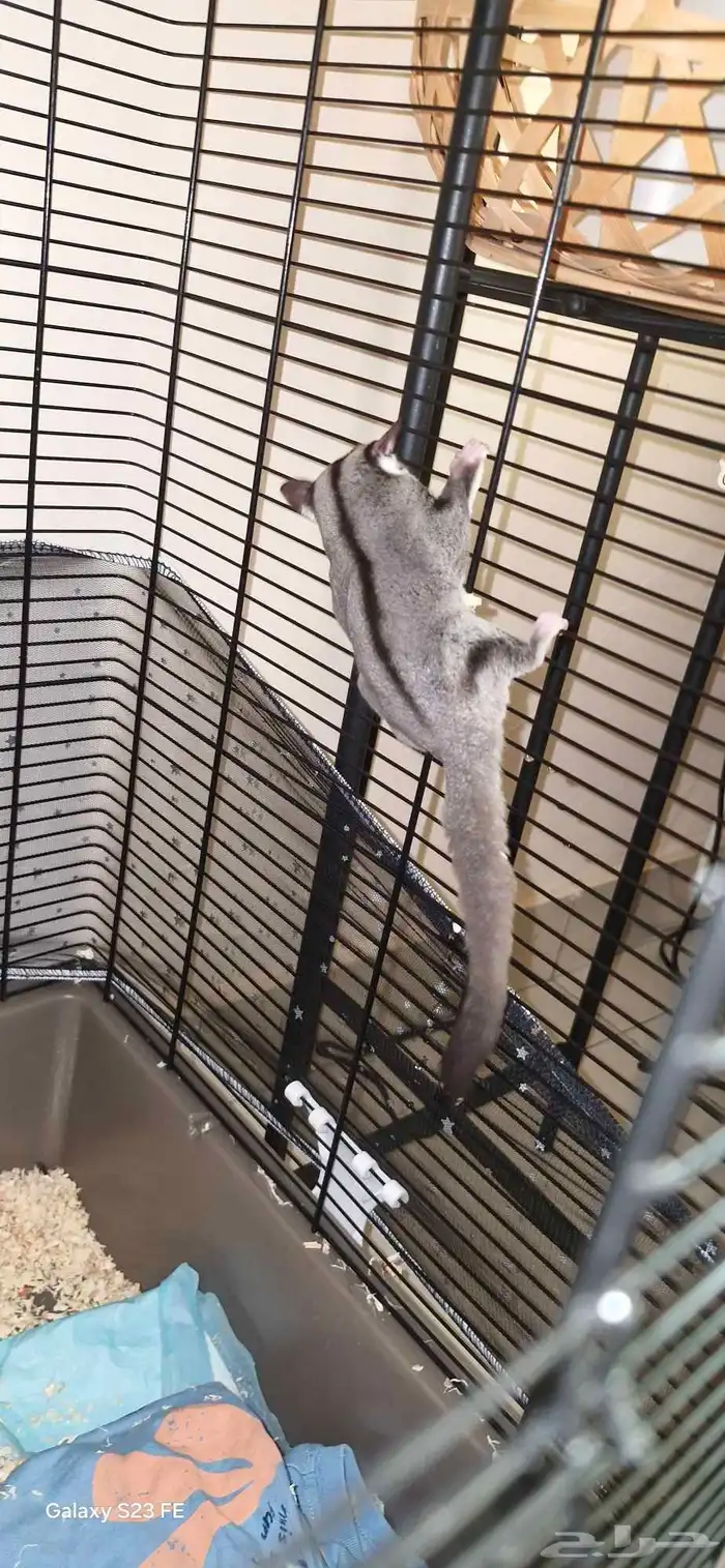 sugar glider   سنجاب طائر 0