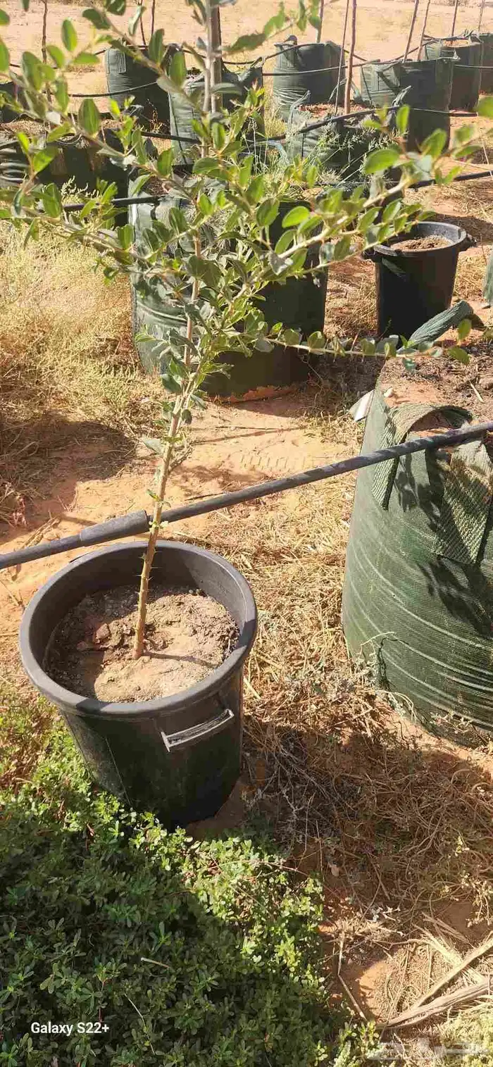 اشجار سدر اللبان العربي يسر طلح مراكن 200 لتر.عمر سنتان 11