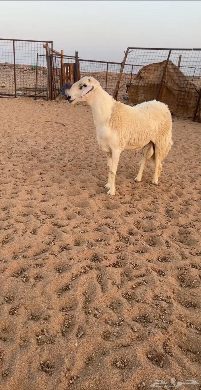فحل صنف مشروط 1