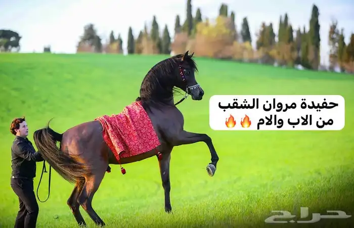 فرس عربيه اصيله حفيدة مروان الشقب والسعر مناسب 0