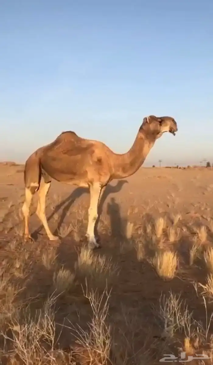 بعير باتلي 0