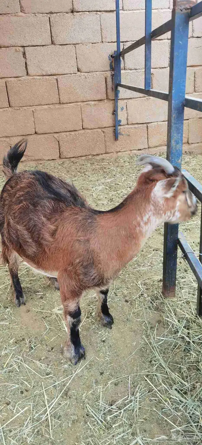 ماعز قزمي 3