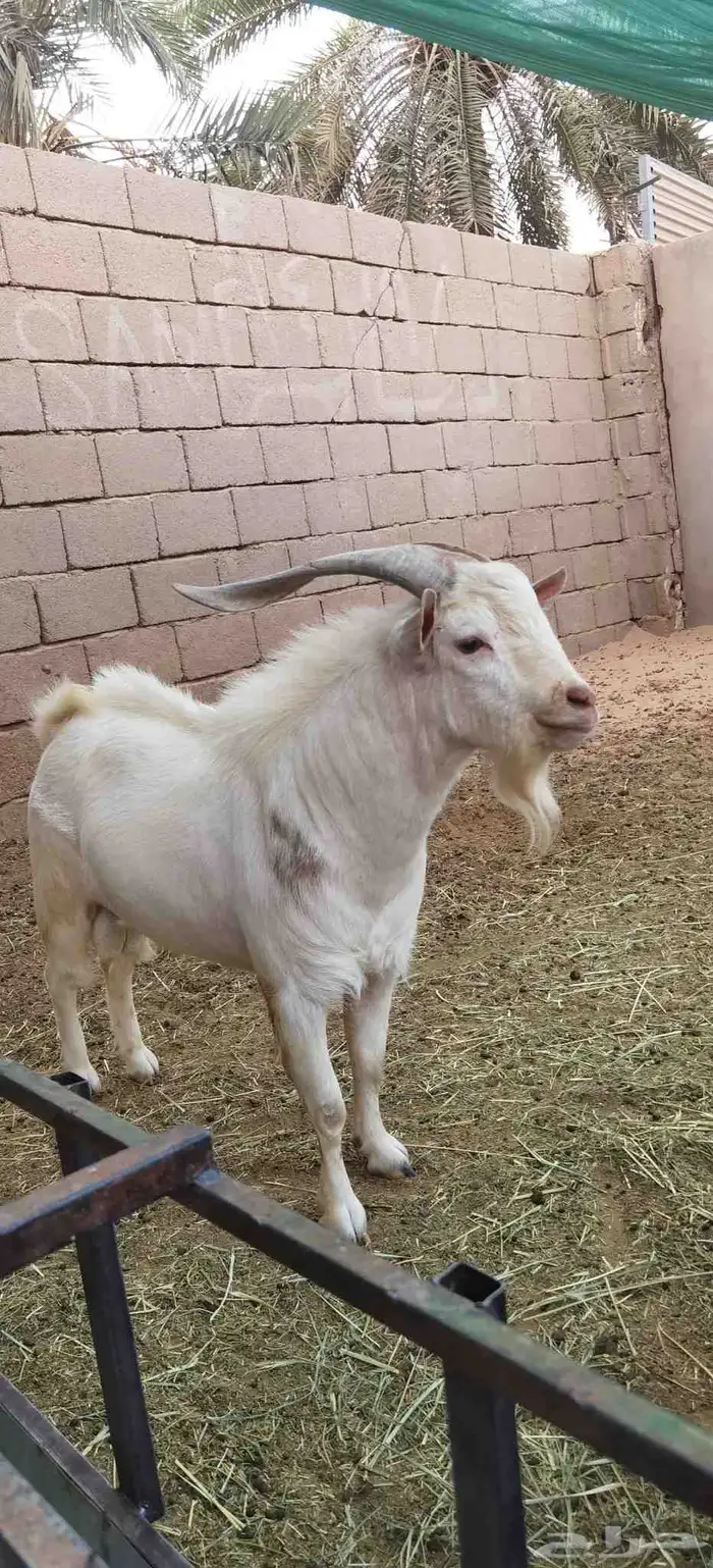 ماعز قزمي 5