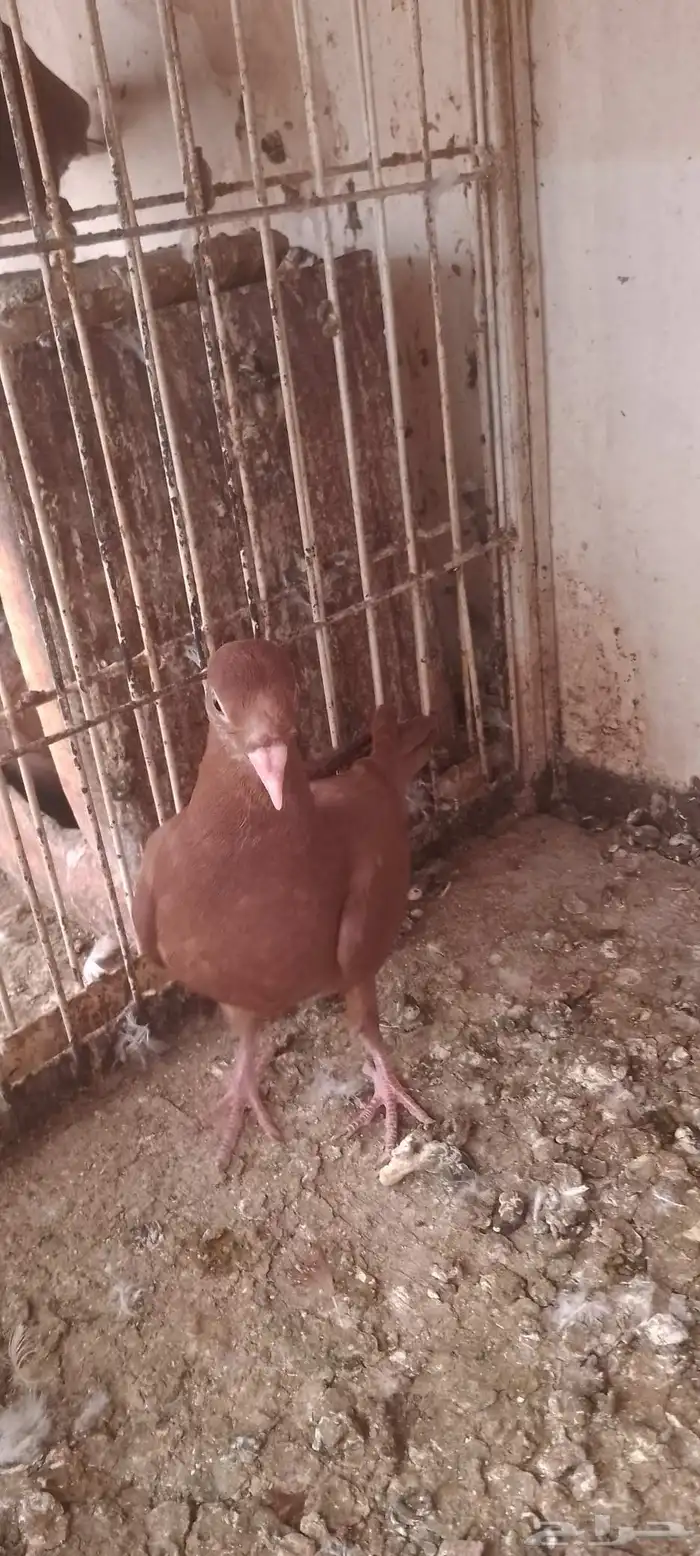 جوز عنابي بفرخه 3