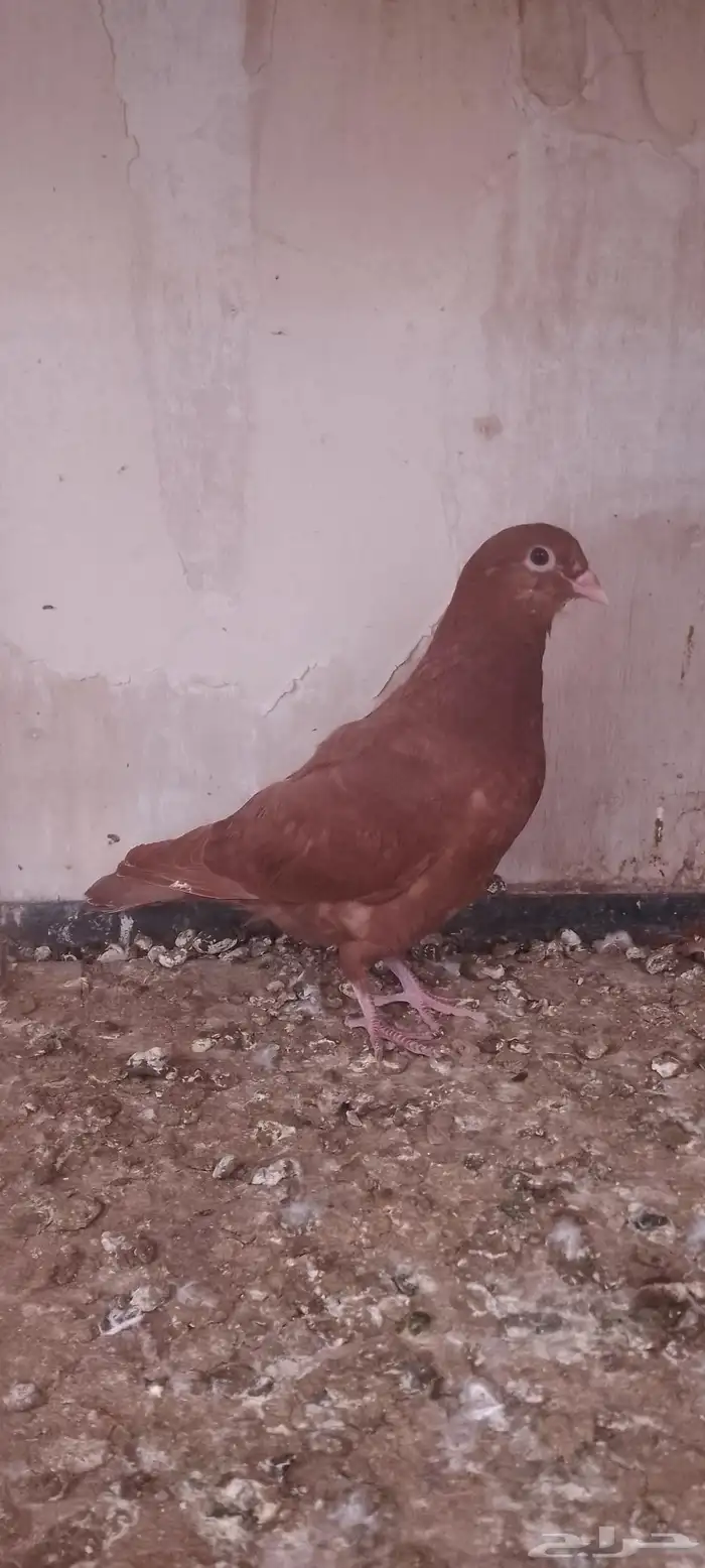 جوز عنابي بفرخه 4