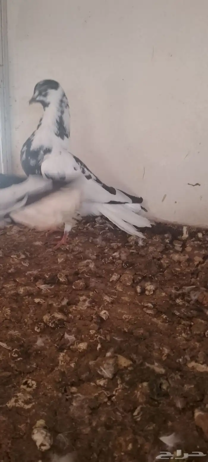 جوز مزهر أو طباشري 5
