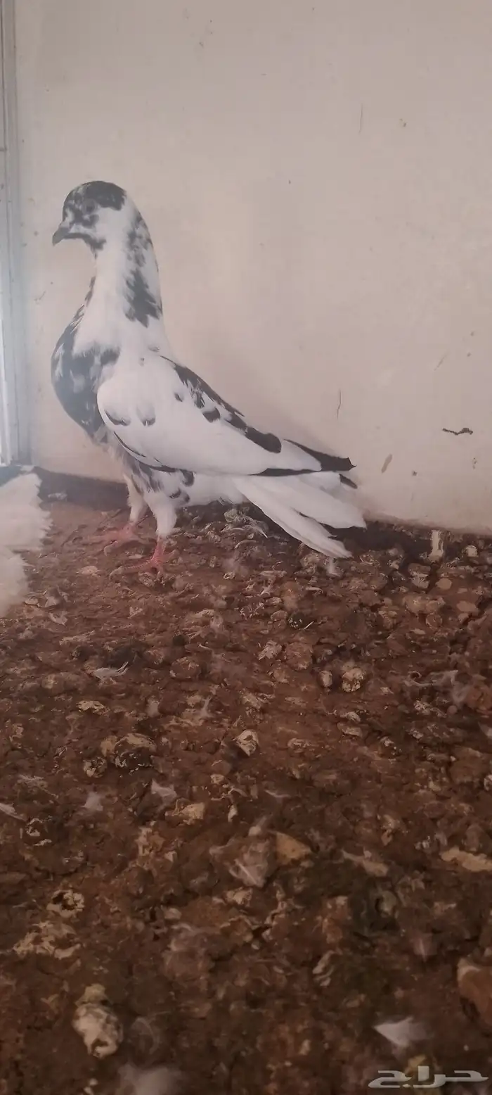 جوز مزهر أو طباشري 6