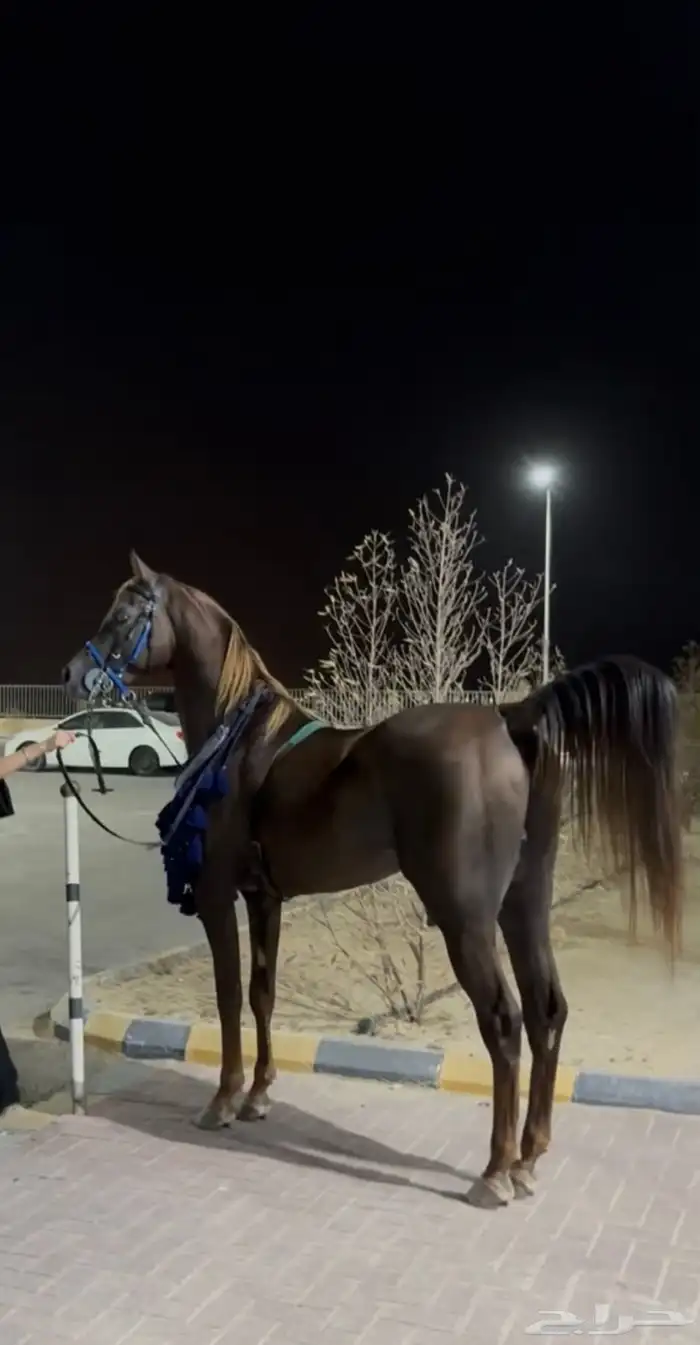 حصان واهو مكس فحل 3