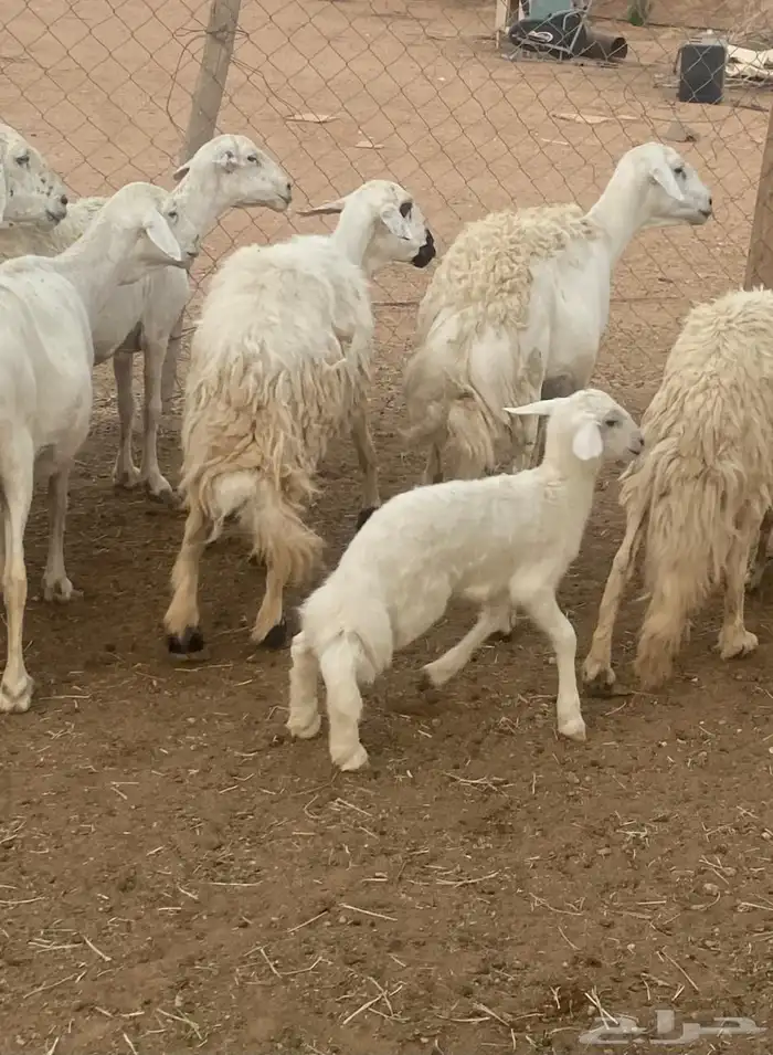 غنم حريات طيبه البيع 0