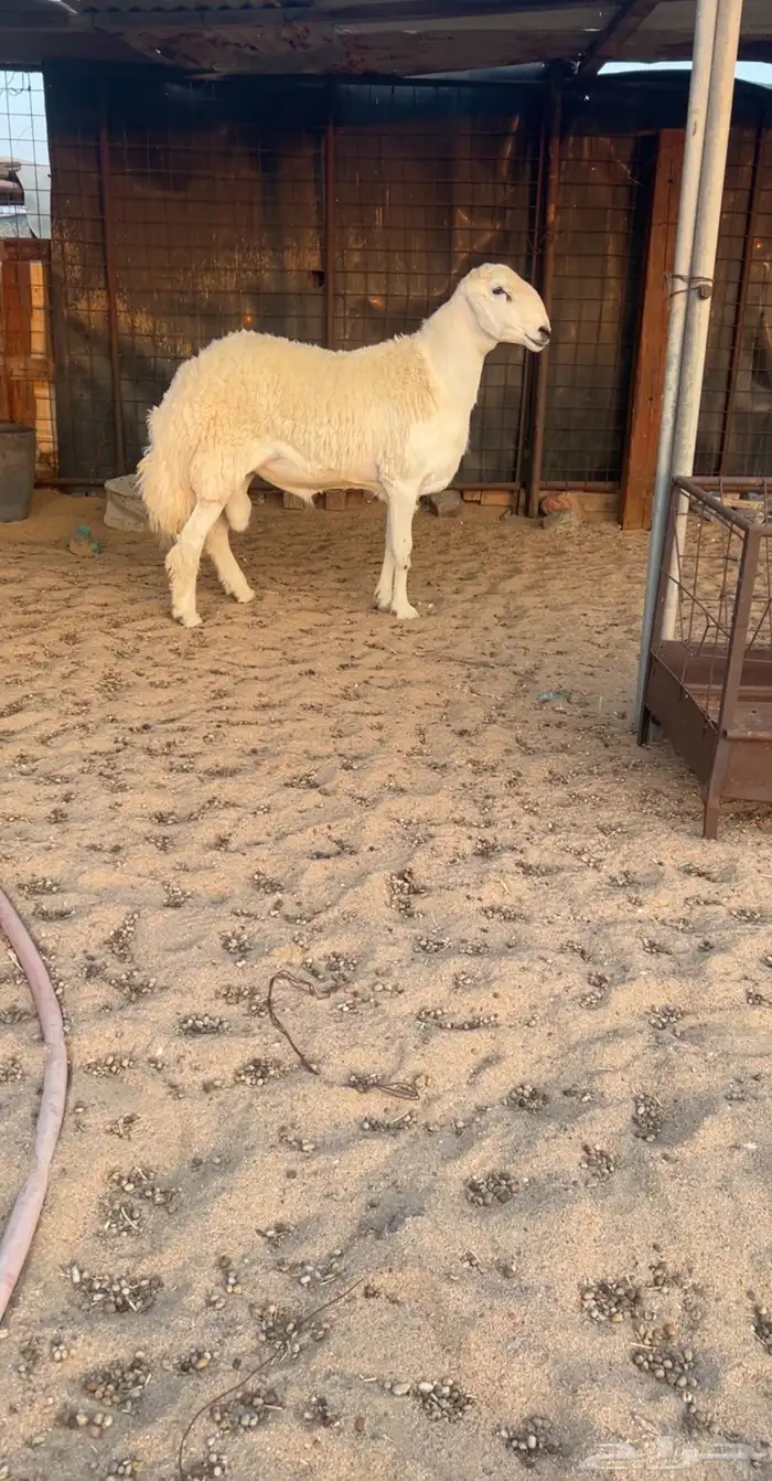 فحل صنف مشروط 0