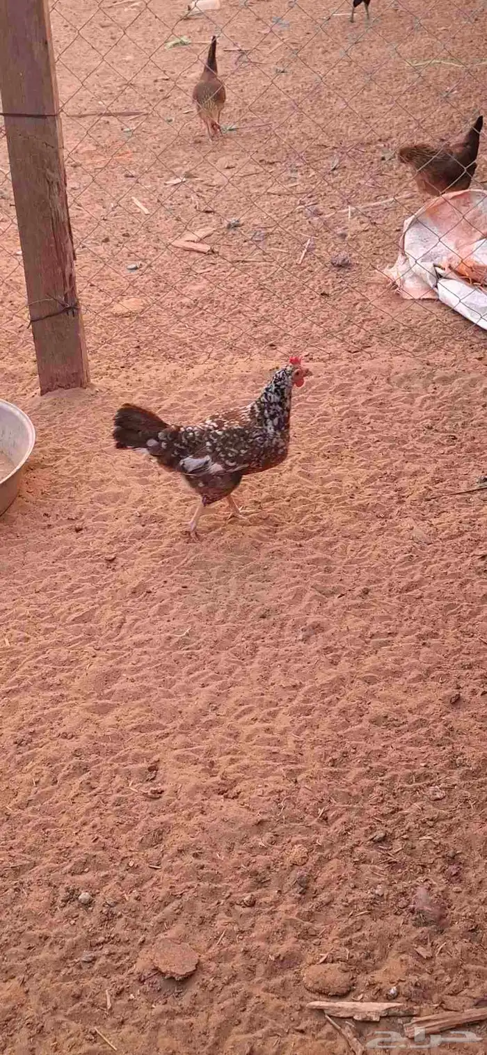 دجاج عربي ماكنتوش 1