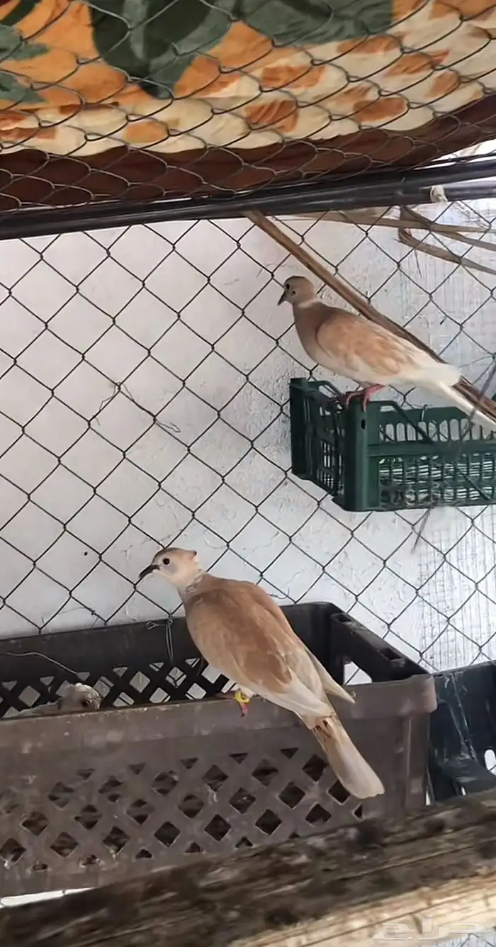 قماري هولندي للبيع 0