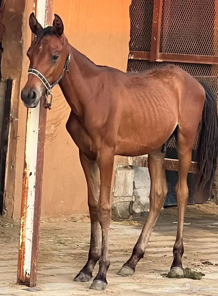 مهر شعبي 7