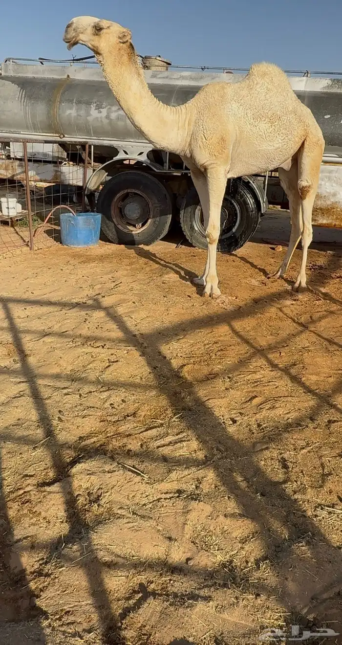 للبيع القعود الفاخر 0