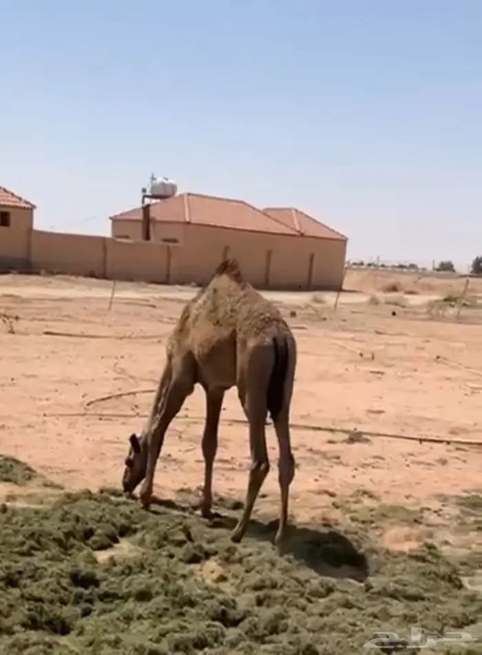 حاشي طيب لباني عمره 9 اشهر على حليب امه والبرسيم 0