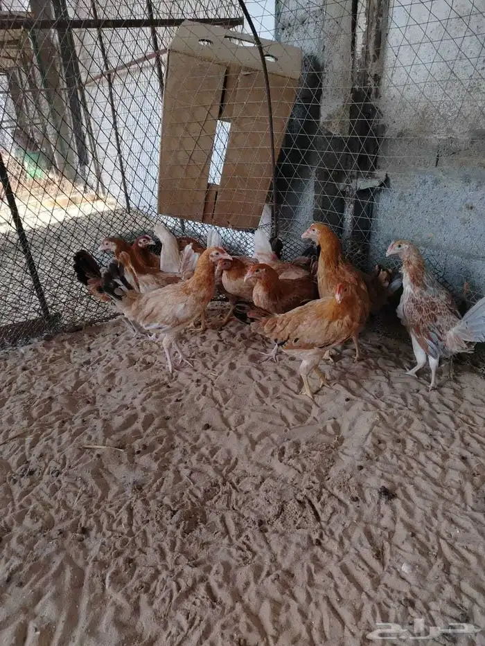 دجاج بلدي بشاير 0