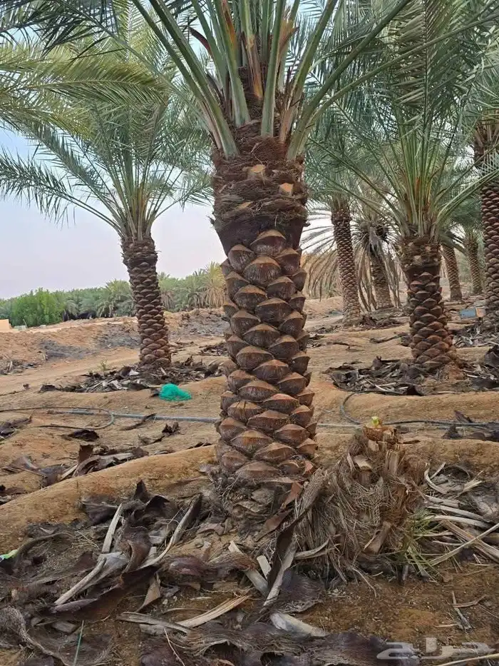 المزاحمية 1