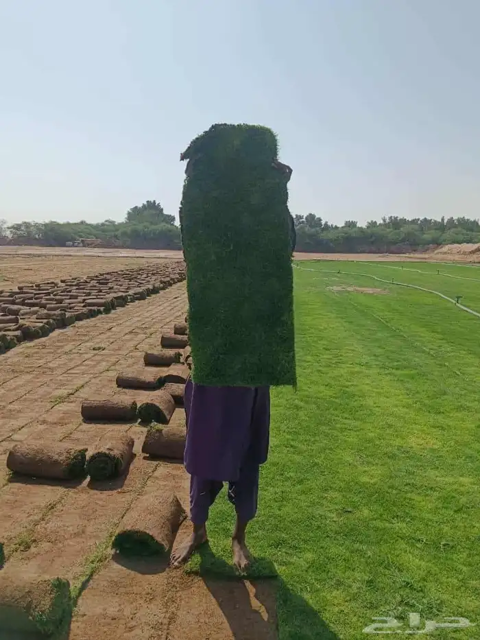 نجيل طبيعي 0