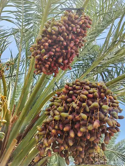 مزرعة للبيع بالمليليح المليليح عجوه صفاوي index