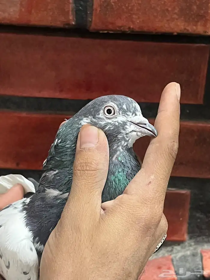 حمام باكستاني 6