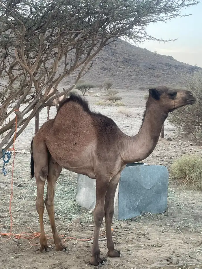للبيع قعود 0