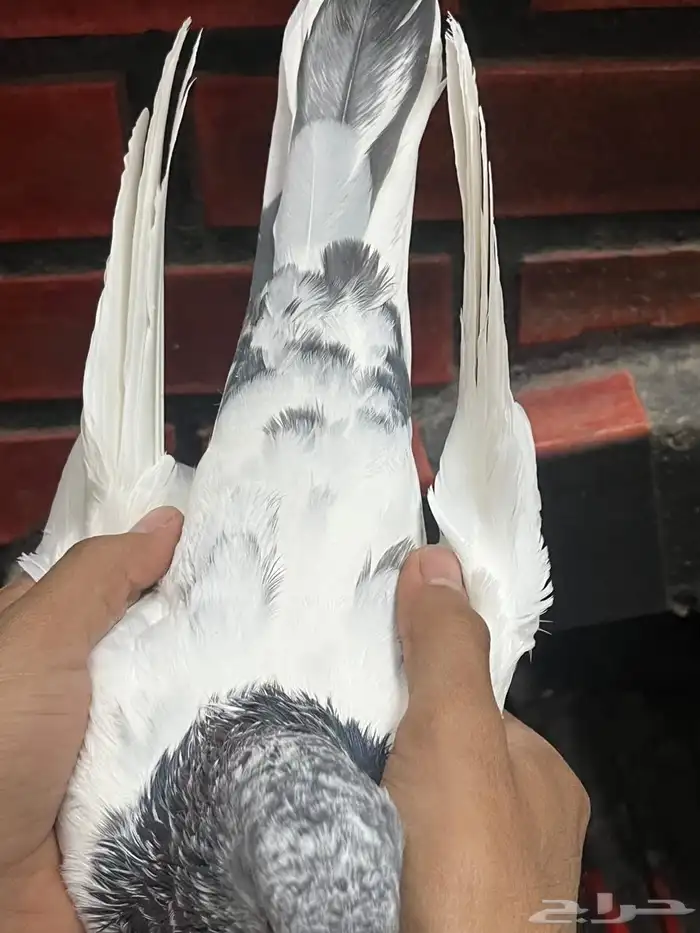 حمام باكستاني 4