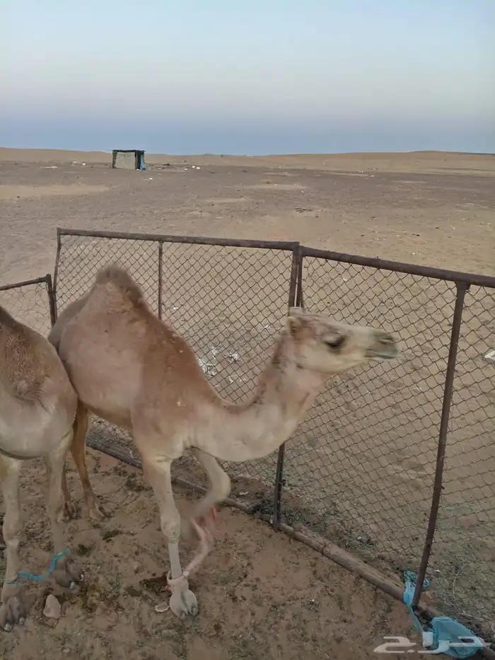 قعدان للبيع هجن 3