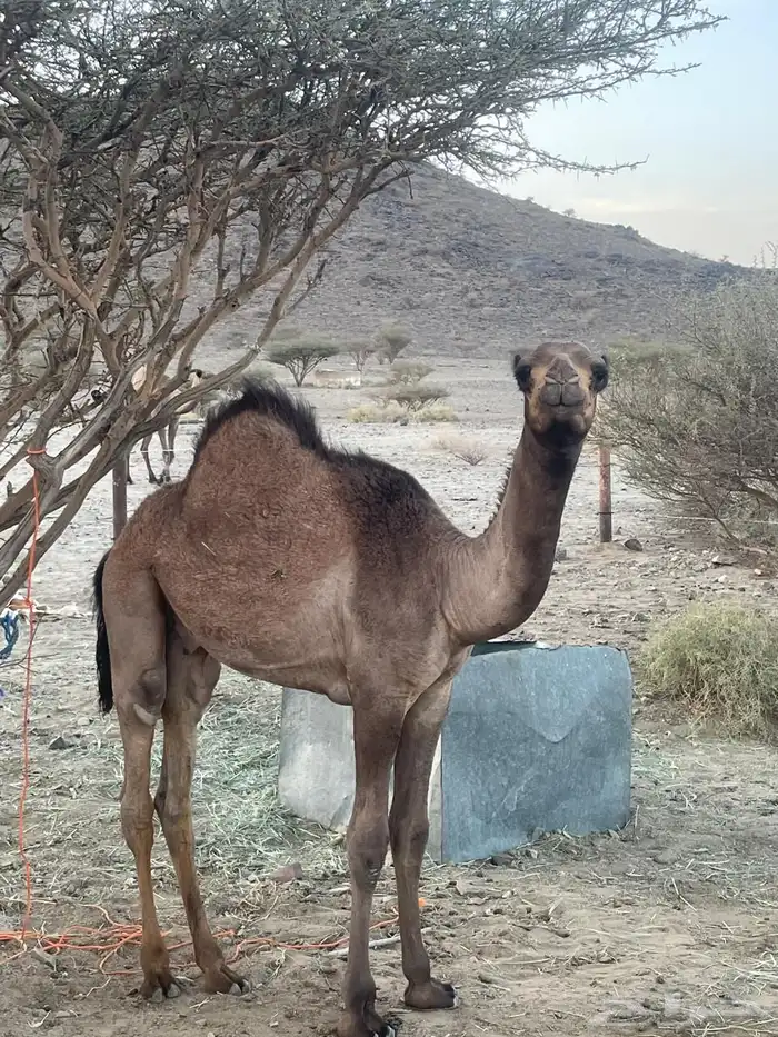 للبيع قعود 2
