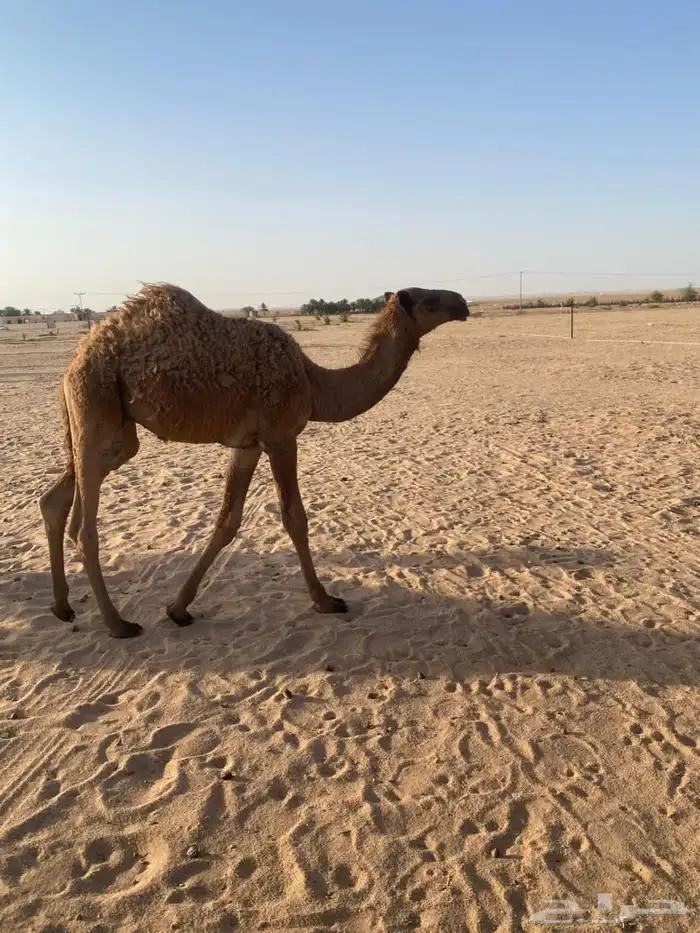 حاشي طيب للبيع 1
