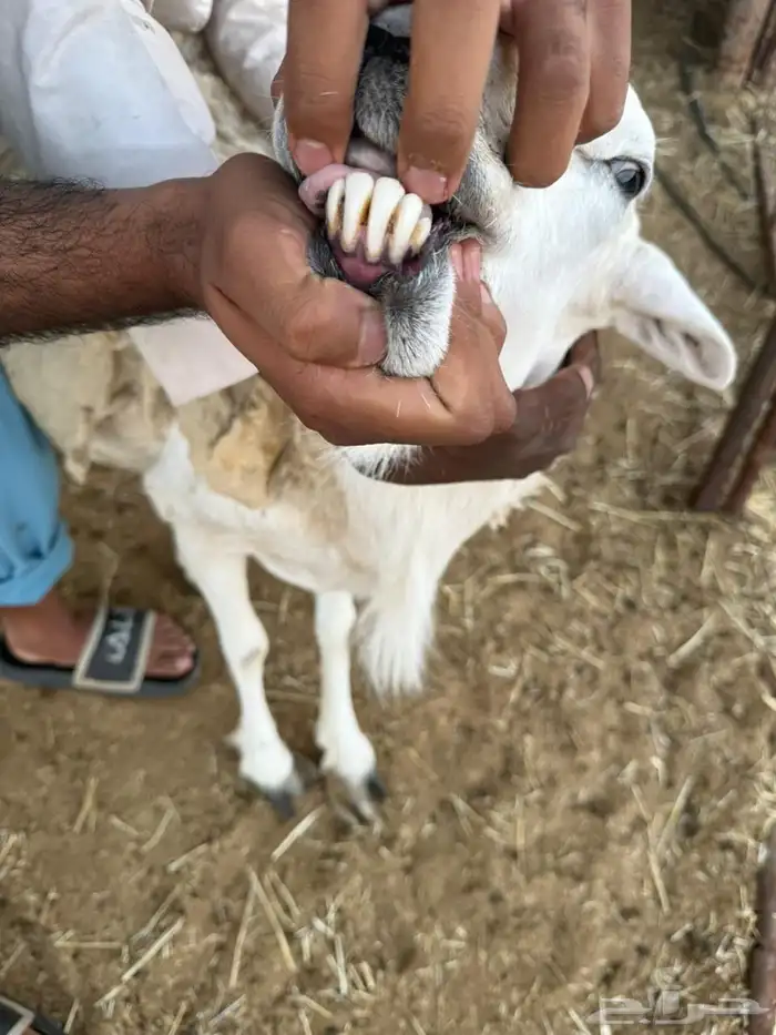 للبيع خروف وشاه 1