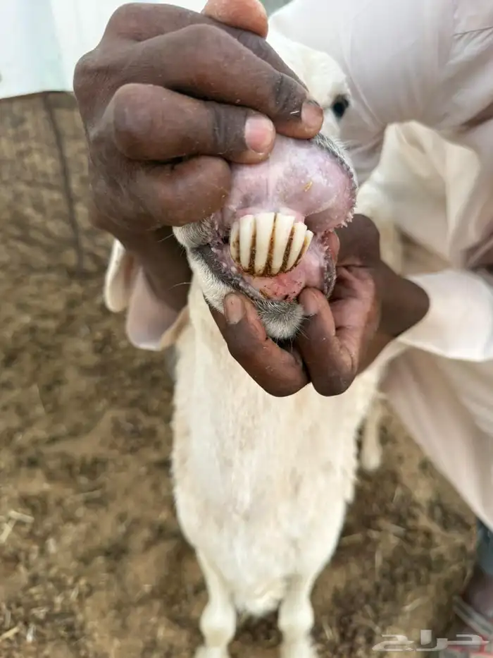 للبيع خروف وشاه 0