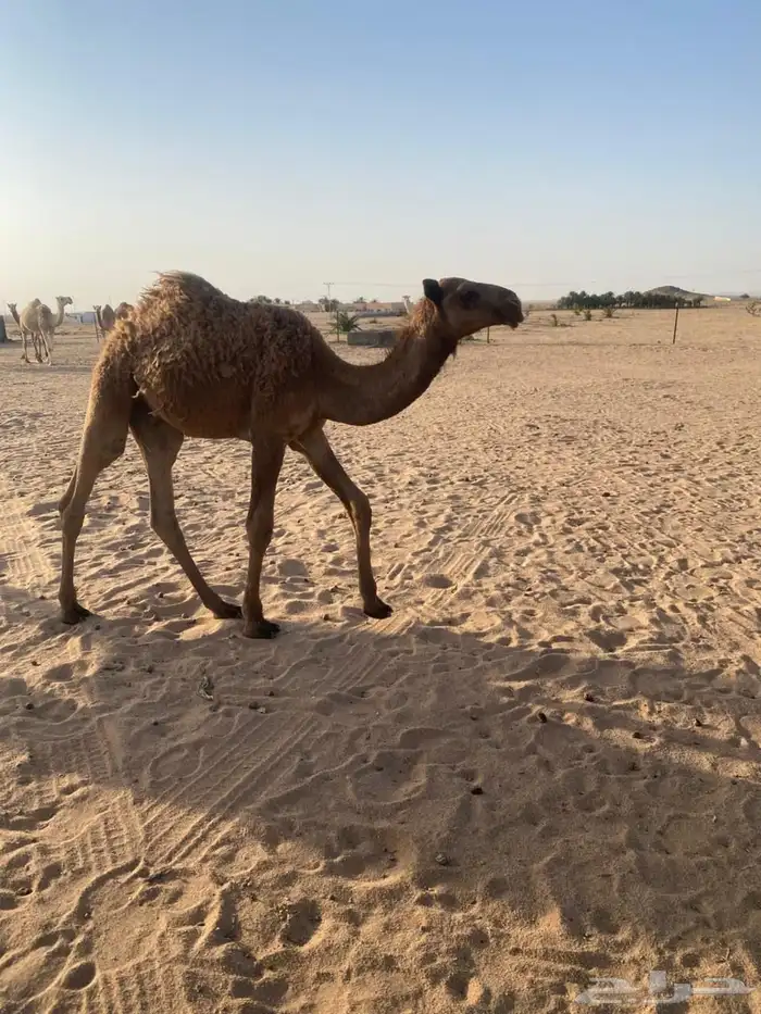 حاشي طيب للبيع 0