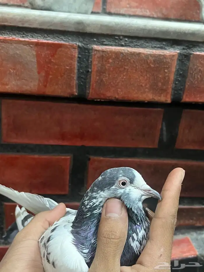 حمام باكستاني 1