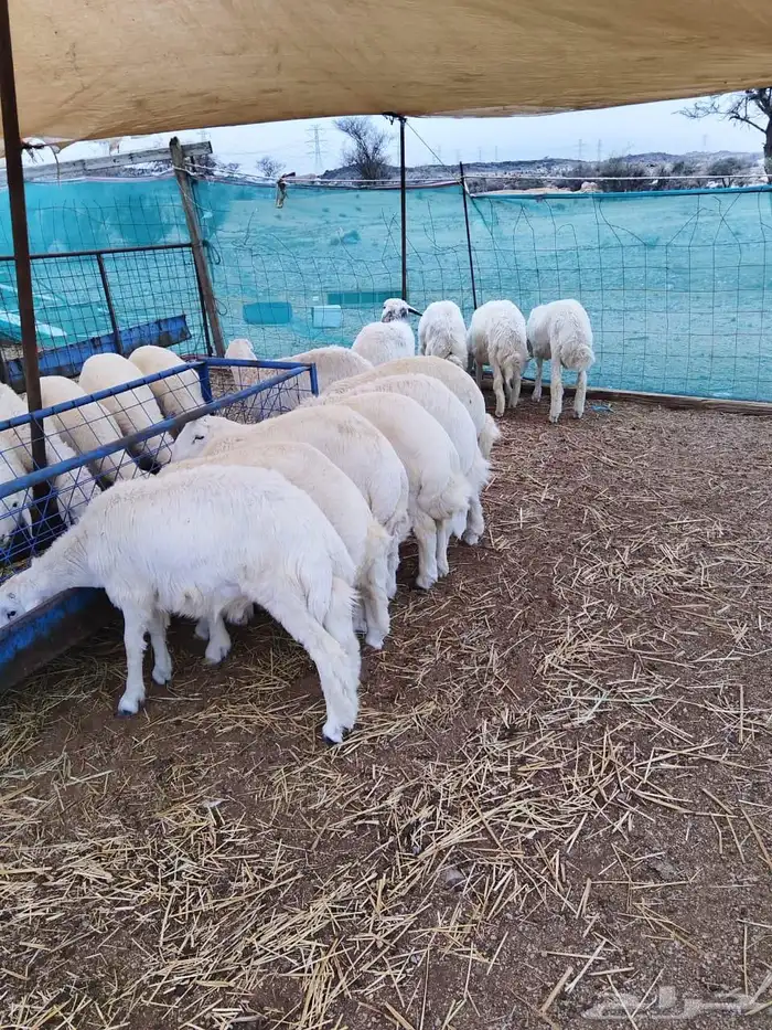 طلبان حريه جبره 0
