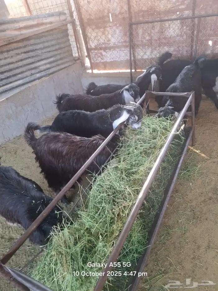 تيوس عوارض 2
