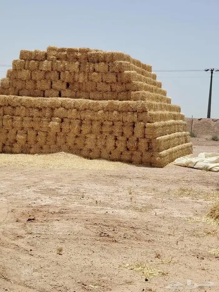 تبن قمح جديد للبيع 0