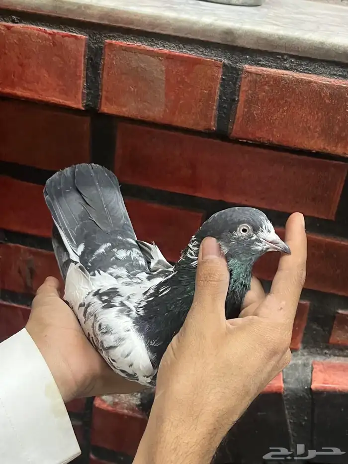حمام باكستاني 11