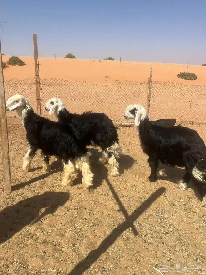 طليان نجد 0