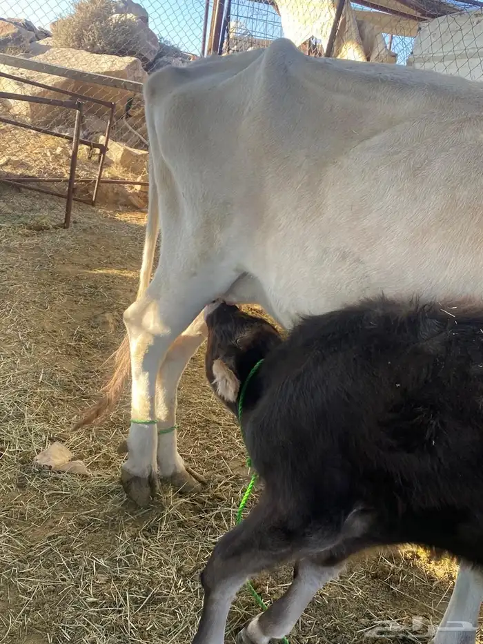 بقره ناتج 1