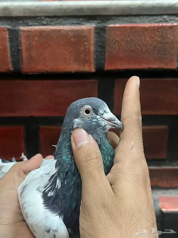 حمام باكستاني 0